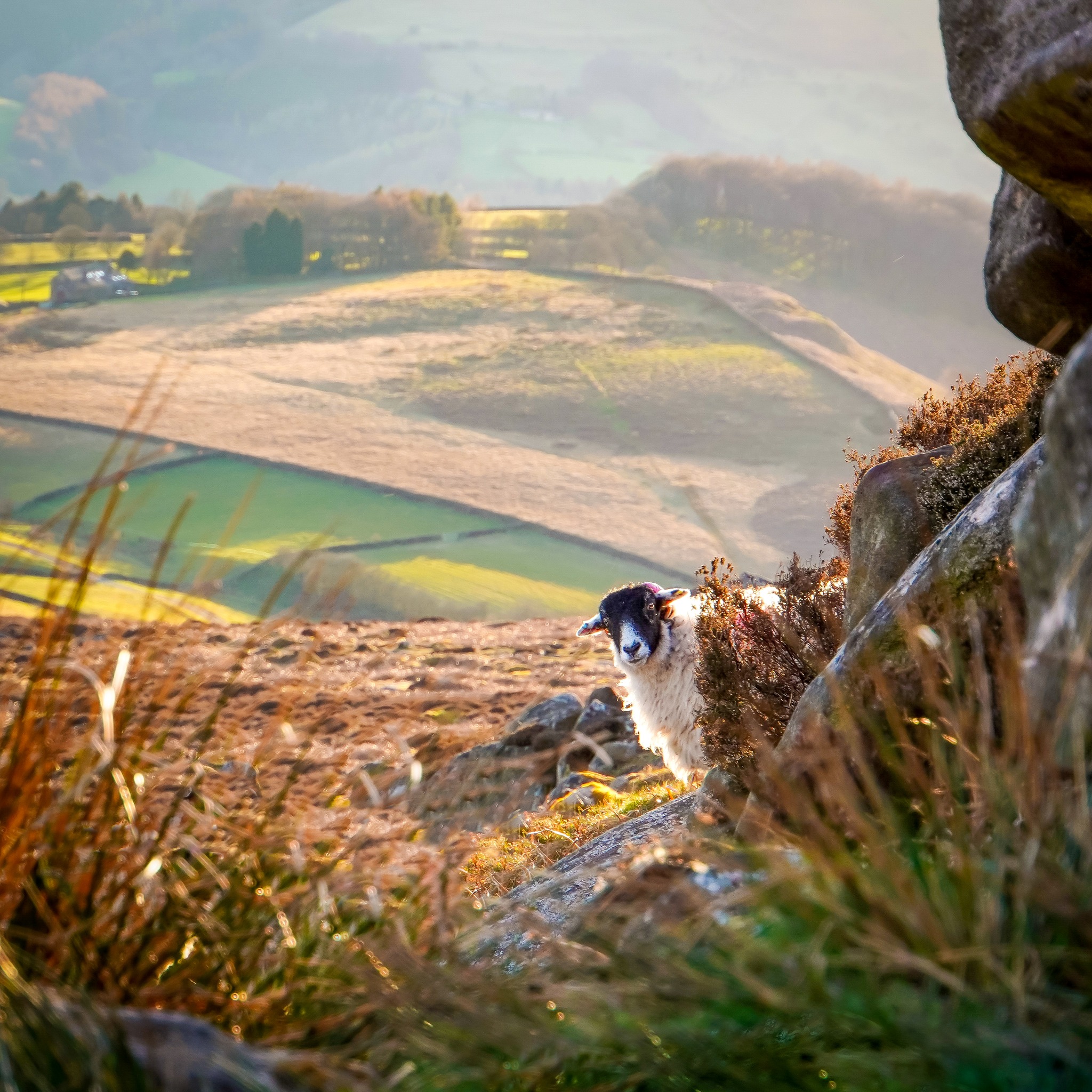 Sheep in the Peak District